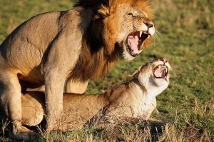 Lions having sex outside marriage